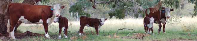 Hereford Females Dams