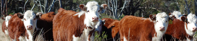 Hereford Stud Sale