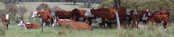 Herefords