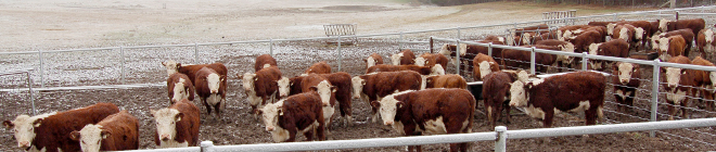 Poll Herefords